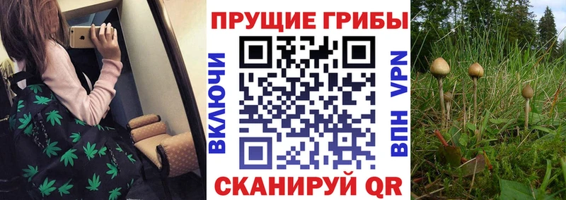 Псилоцибиновые грибы Cubensis  МЕГА ссылка  Сертолово  даркнет наркотические препараты  даркнет сайт 